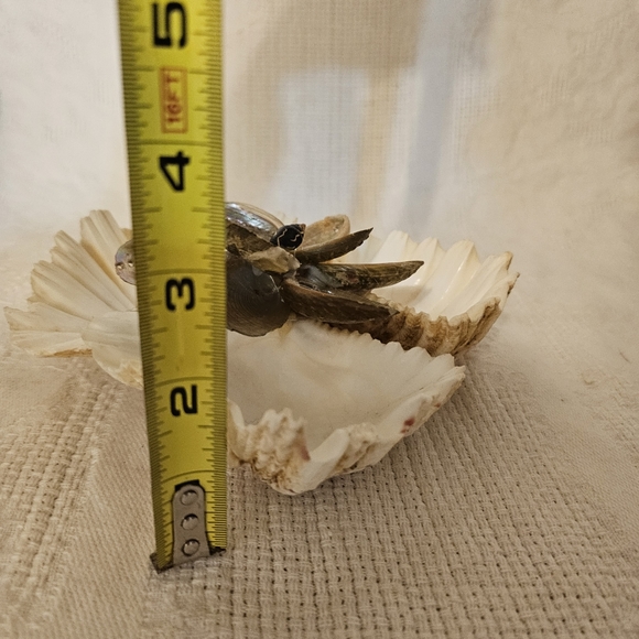 Vintage Real Shell Trincket holder Soap Dish Tropical Beach Decor MOP Bear Claw - Picture 2 of 7